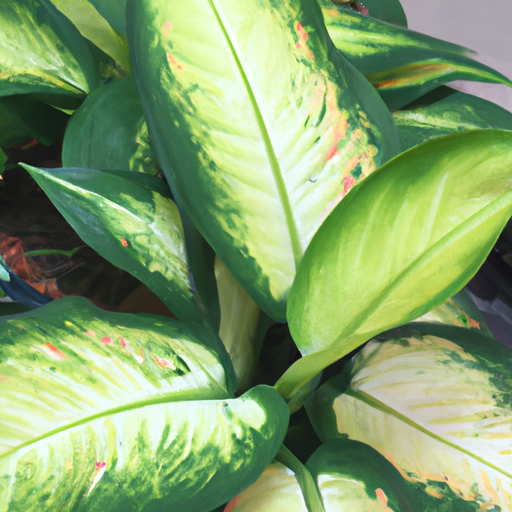 Dieffenbachia