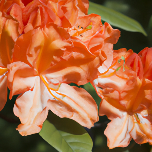 Rhododendron (orange)