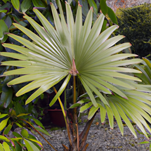 Chinesische Hanfpalme