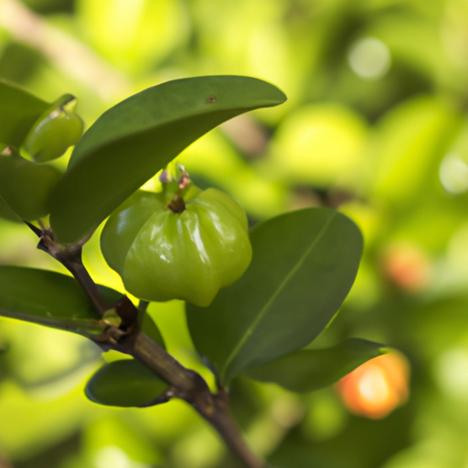 Acerola-Kapseln