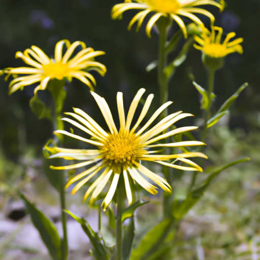 Arnica-Globuli