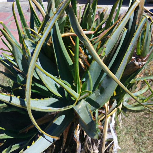 After Sun Aloe vera