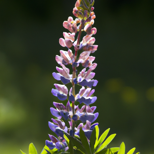 Lupine-Lampe