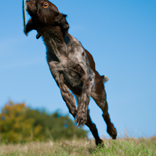 OP-Body Hund