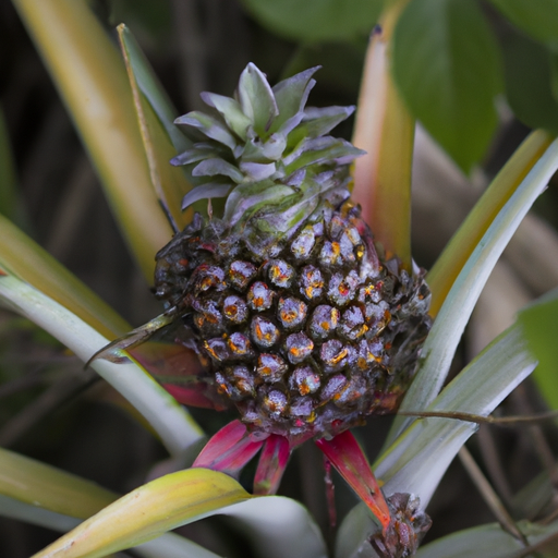 Bromelain