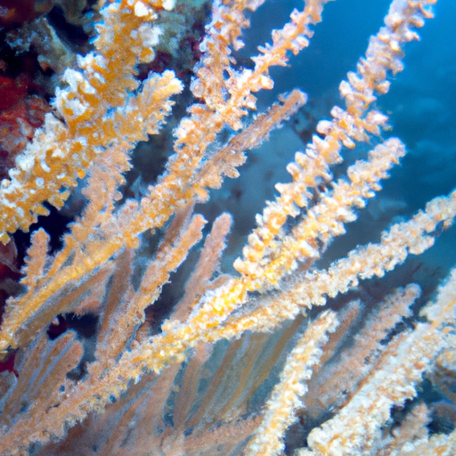 Sango-Meeres-Koralle