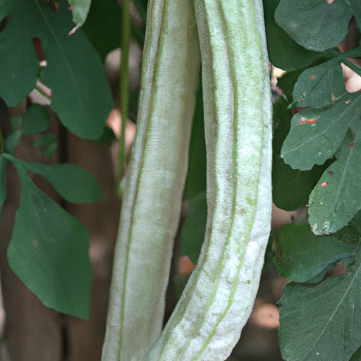 Luffa-Schwamm