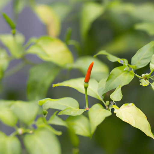 Bird-Eye-Chili